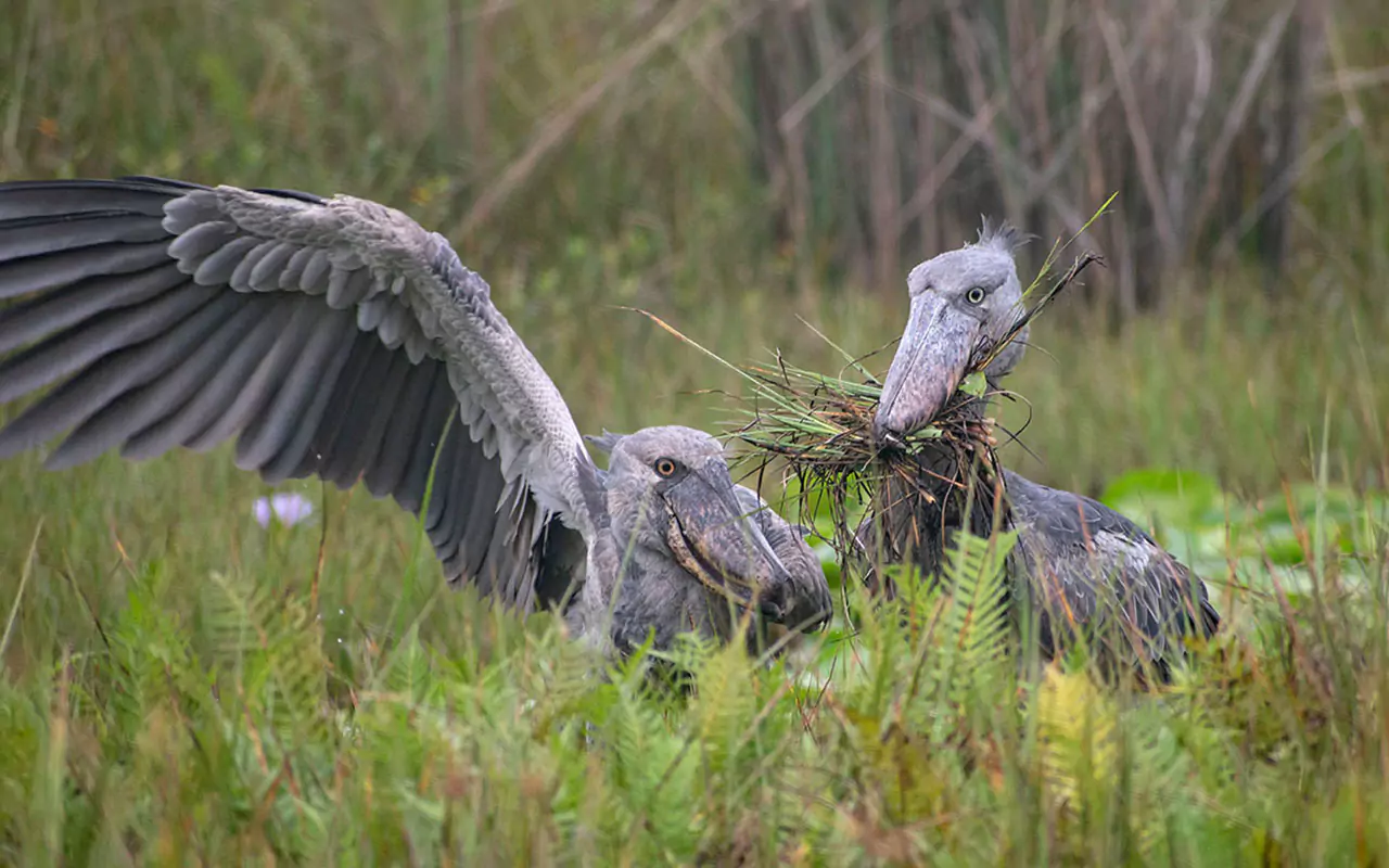 One Day Mabamba Botanical Garden Untamed Uganda Safaris