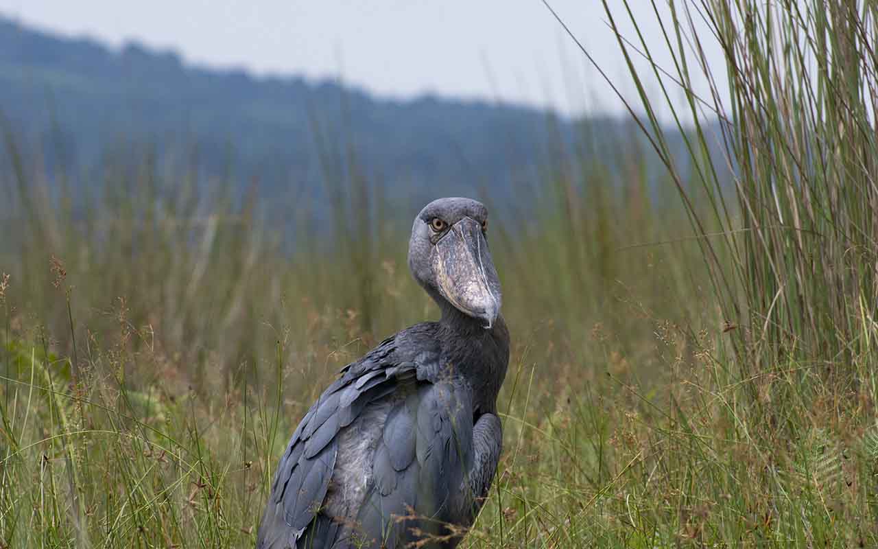 One Day Mabamba Shoebill Birding Untamed Uganda Safaris