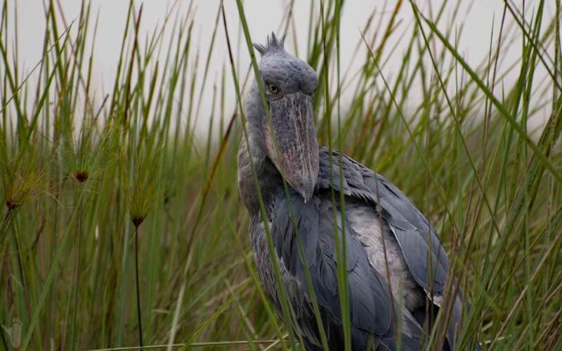 Shoebill Birding in Uganda