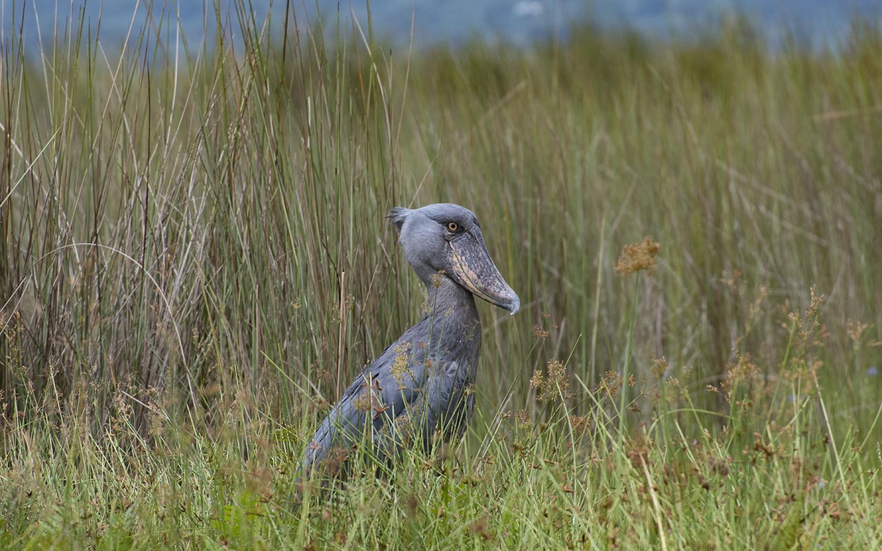 Shoebill at Mabamba