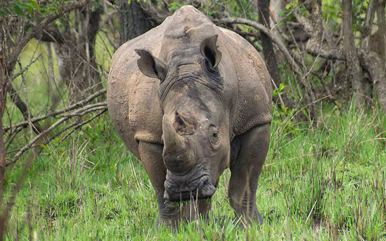 One day Rhino Tracking