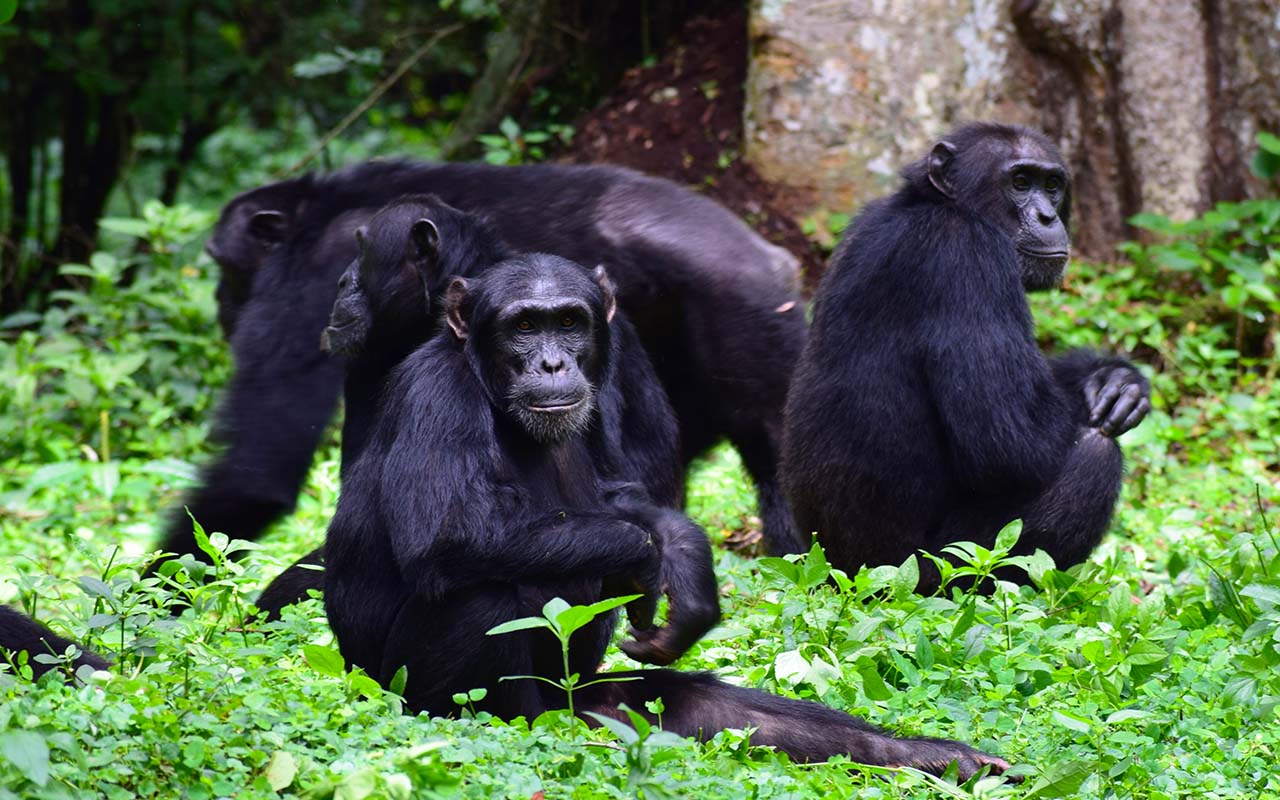 About Chimpanzee Tracking Experience Uganda