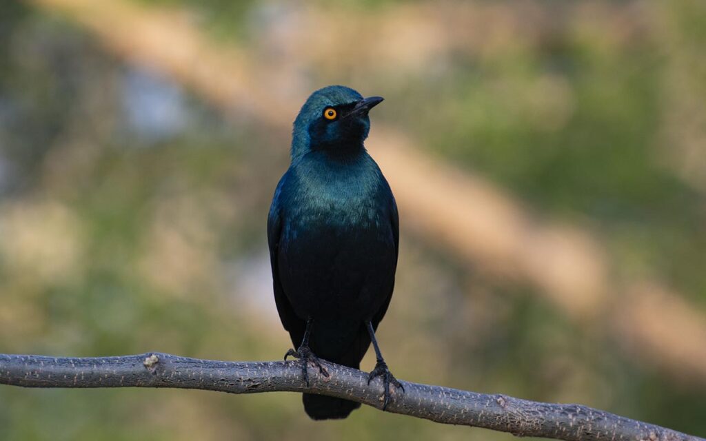 Greater Blue-eared Starling