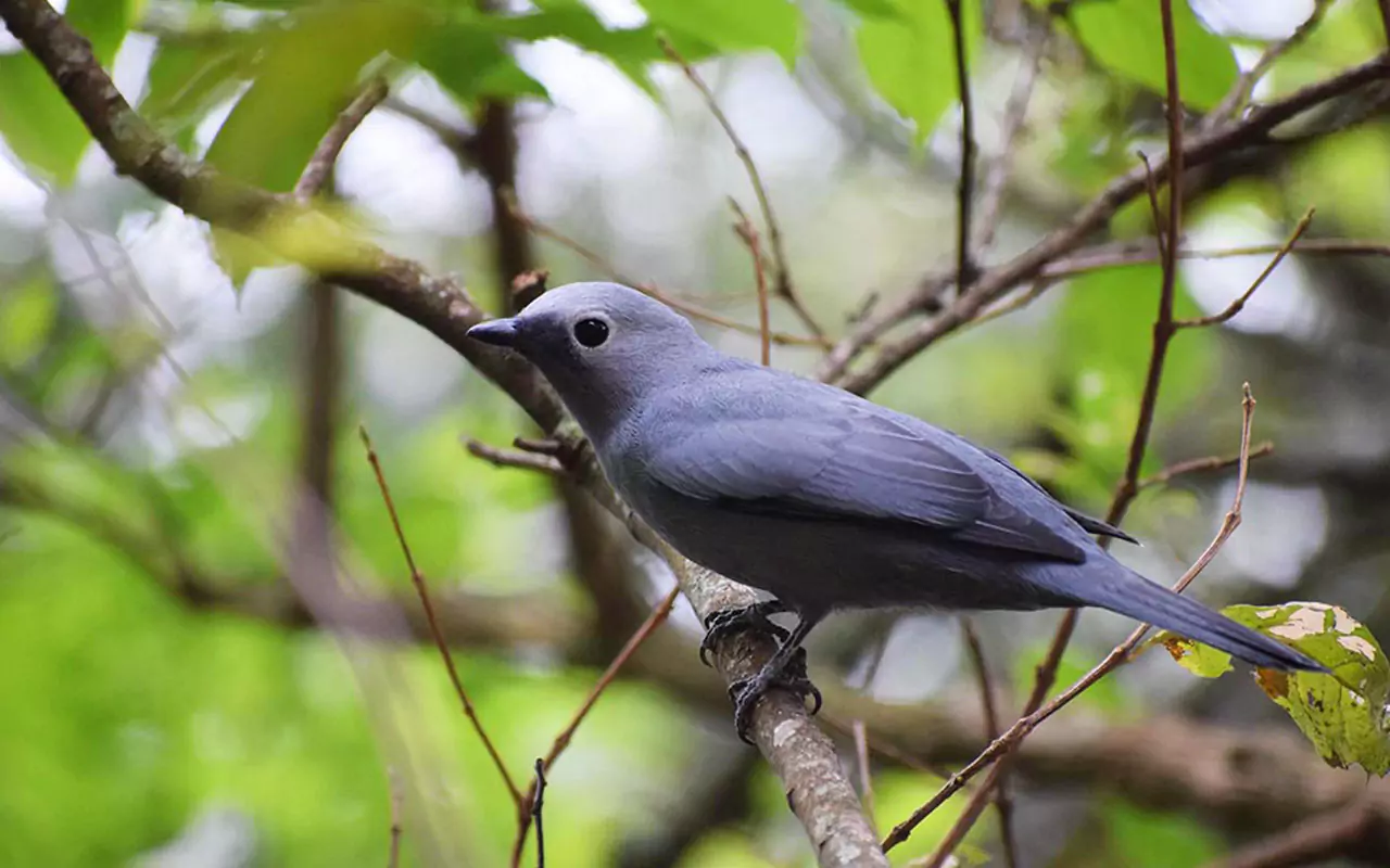 Birding Bwindi Impenetrable Forest National Park