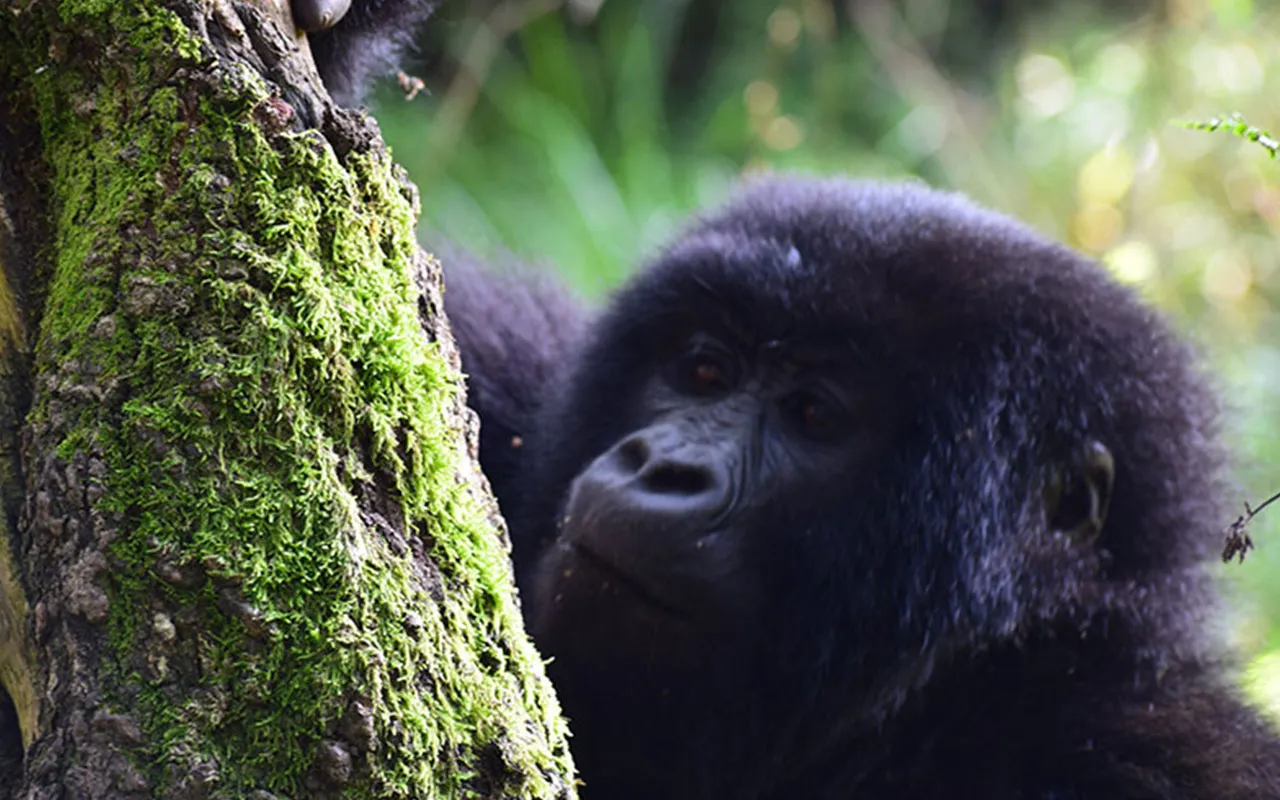 Trek along the mountain Gorillas in Uganda and Rwanda for an primate experience.