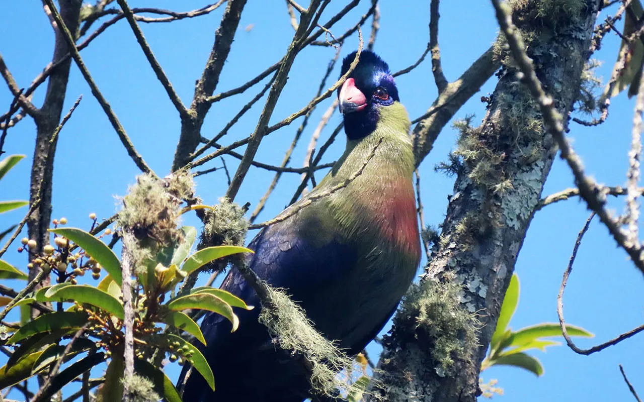 Rwenzori Turaco, and Albertine Rift Endemic