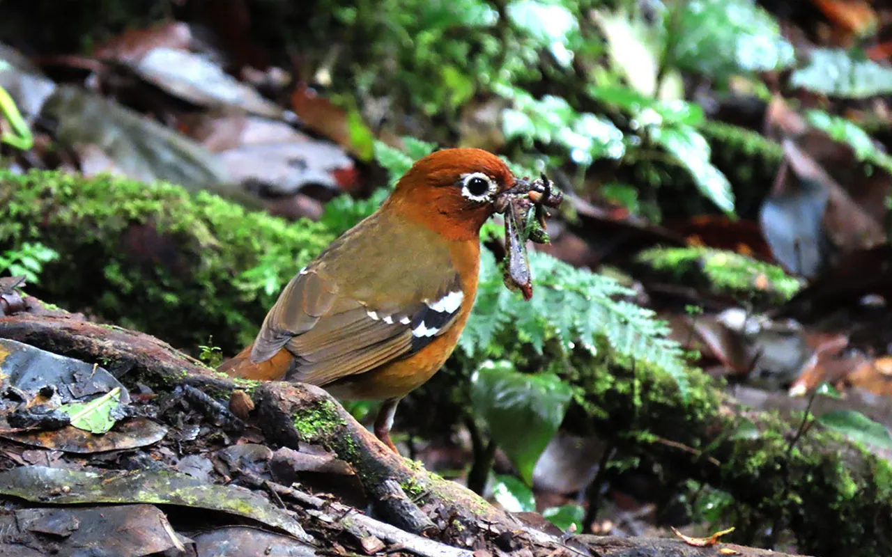 Birding Tour