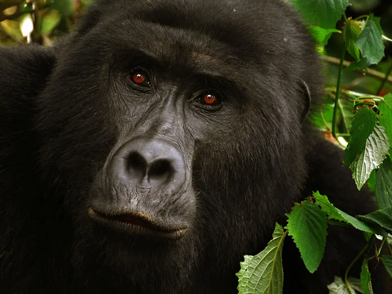 Gorilla tracking experience in Uganda