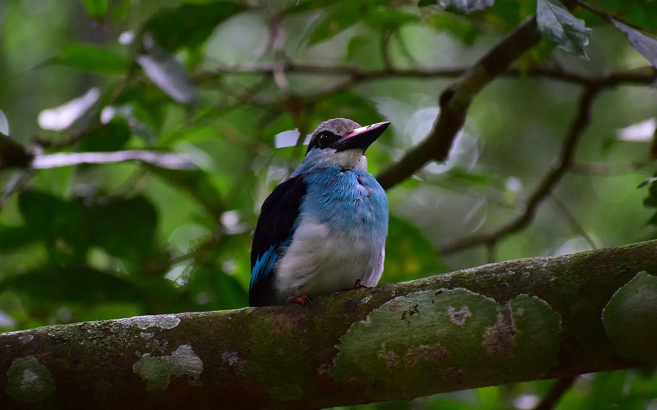 Birding in Uganda – Why you need to Go