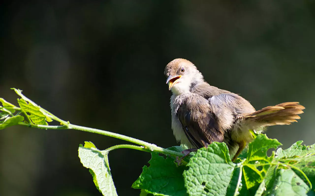 Planning Guide to a Rwanda Birding Trip