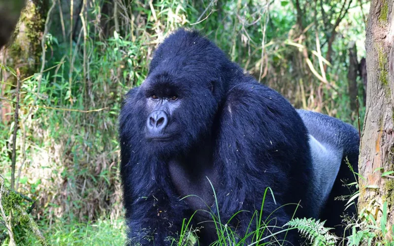 Gorilla Tracking