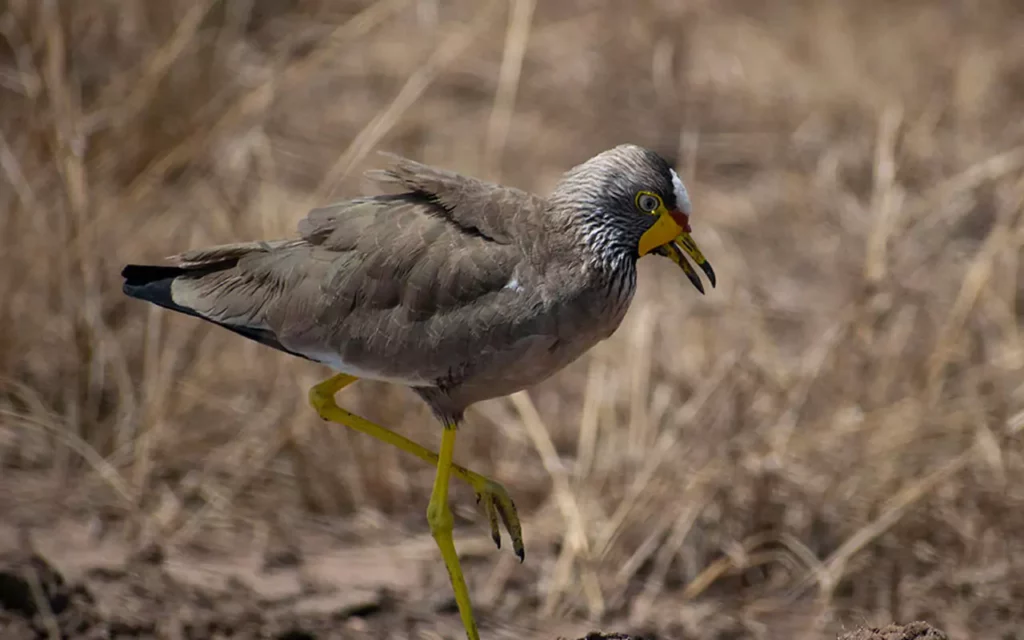 With Over 500 Species Of Birds, Akagera National Park Is A Top Birding Destination