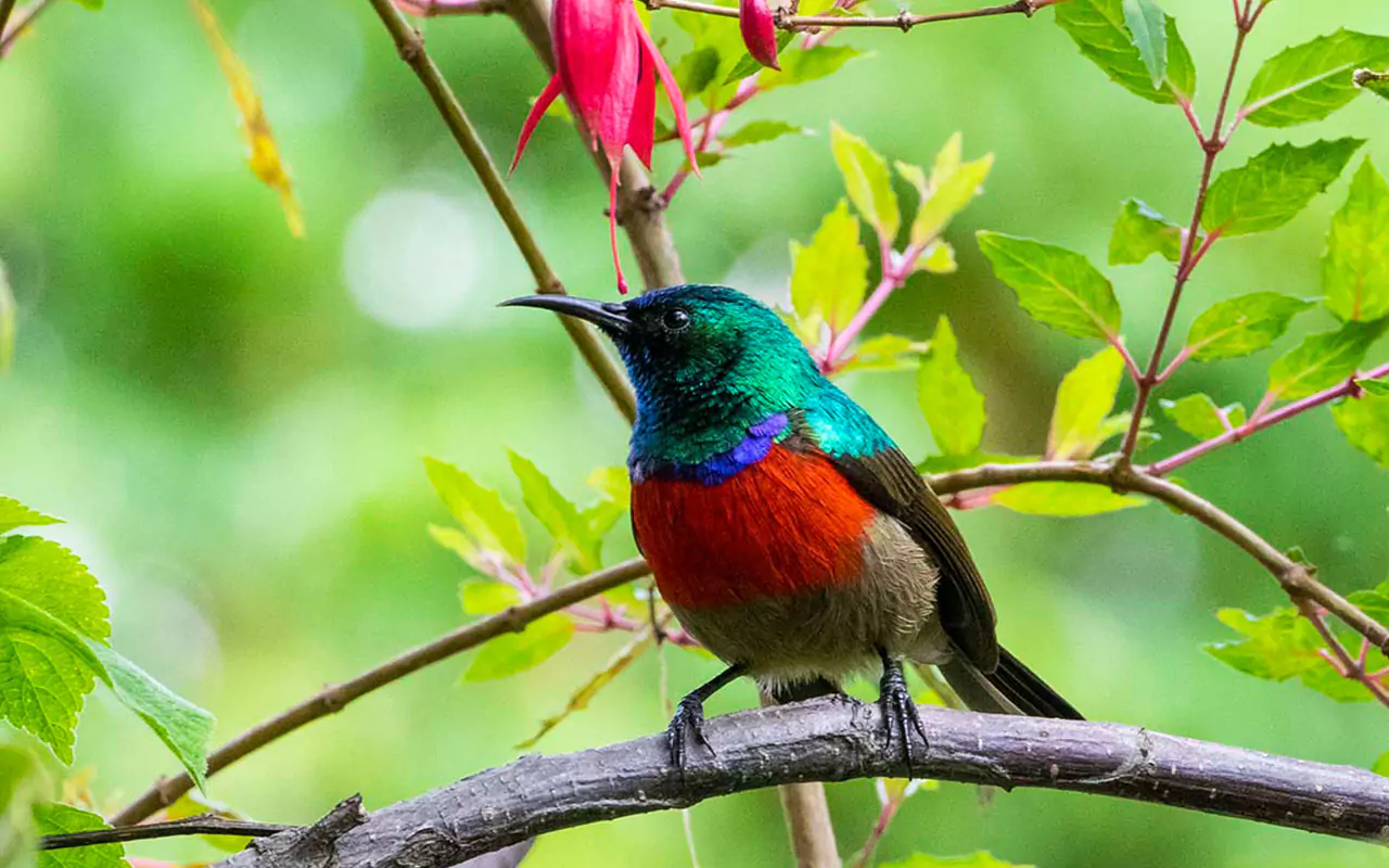 Birding in Nyungwe Forest National Park