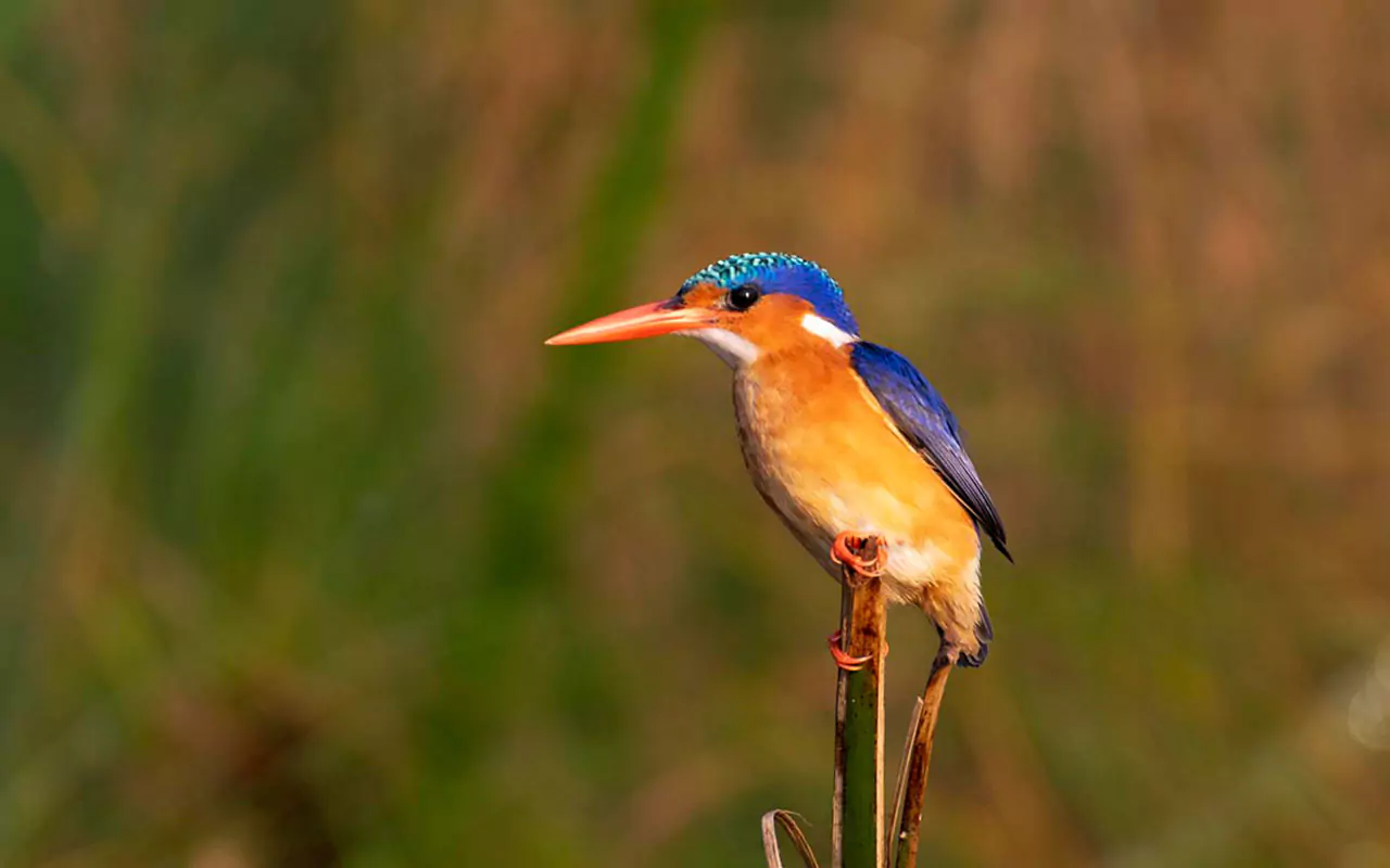 Top Birding Circuits in Uganda