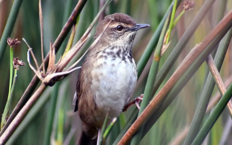 Birding in Uganda