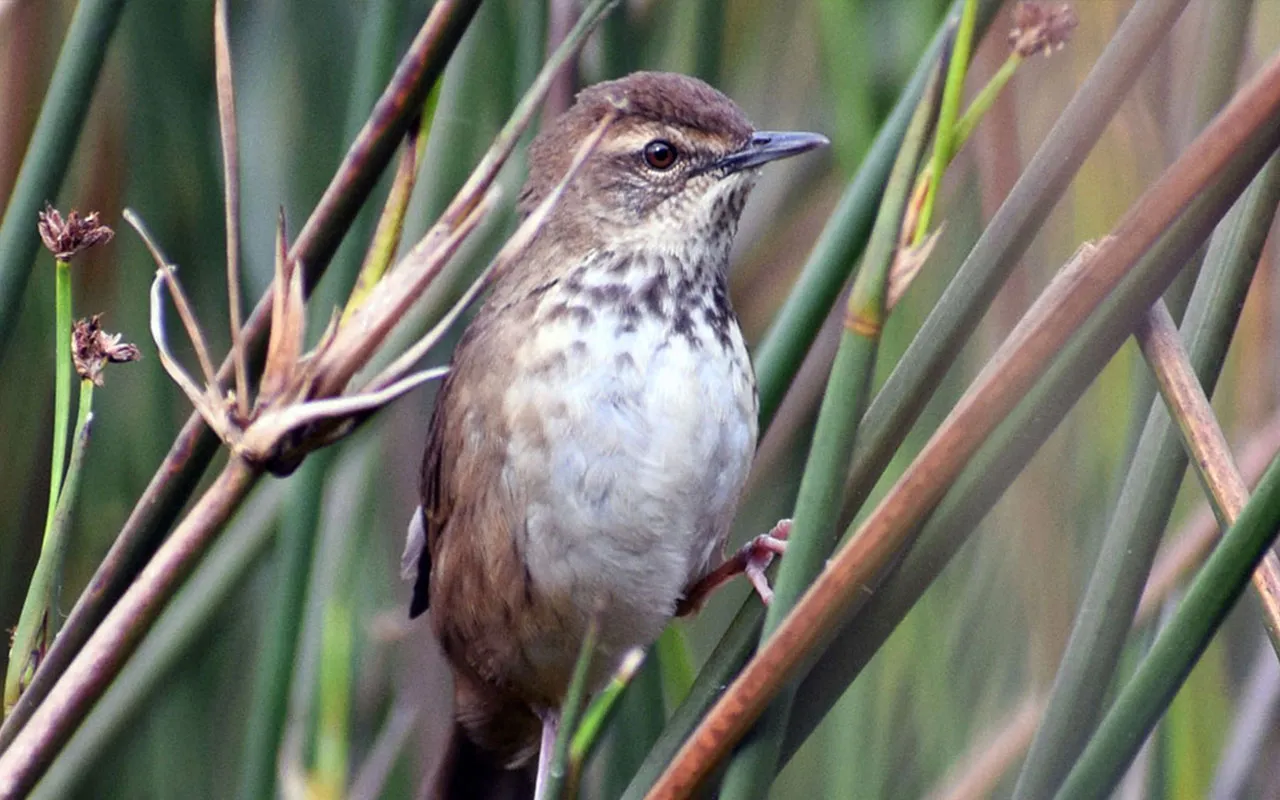 Birding in Uganda