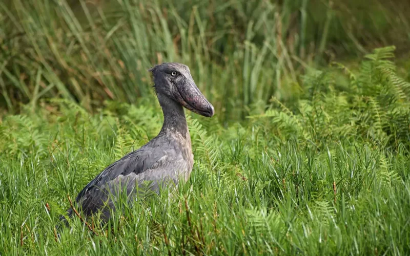 The prehistoric Shoebill is found in selected swamps  on the northern shores of Lake Victoria