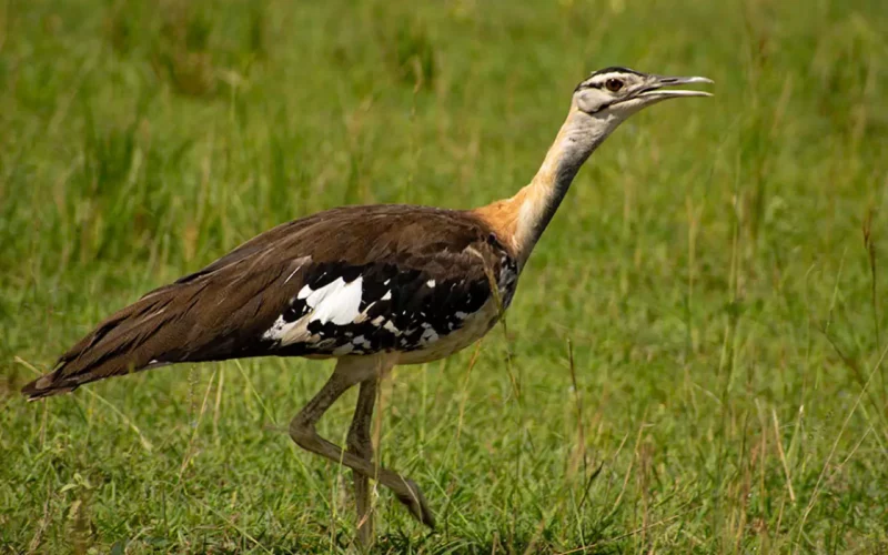 Denham's Bustard, Uganda Birding Safari