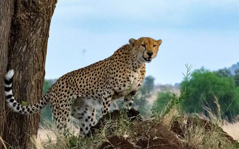 Wilderness safari in Uganda