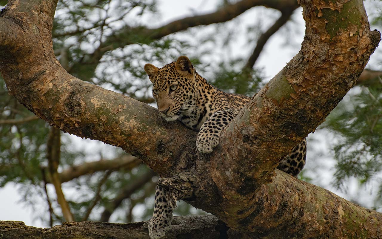 Days Uganda Wildlife And Primates Safari Untamed Uganda Safaris