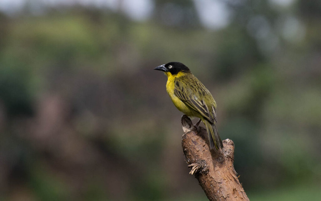 The Green City Of Kigali Is Bird-friendly City Where Its Green Parks Offer A Rewarding Experience.