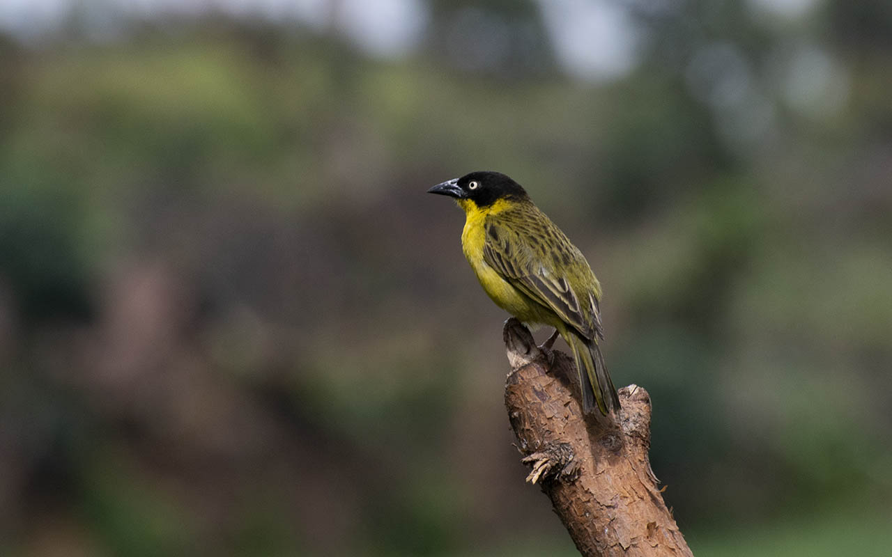 The green city of Kigali is bird-friendly city where its green parks offer a rewarding experience.