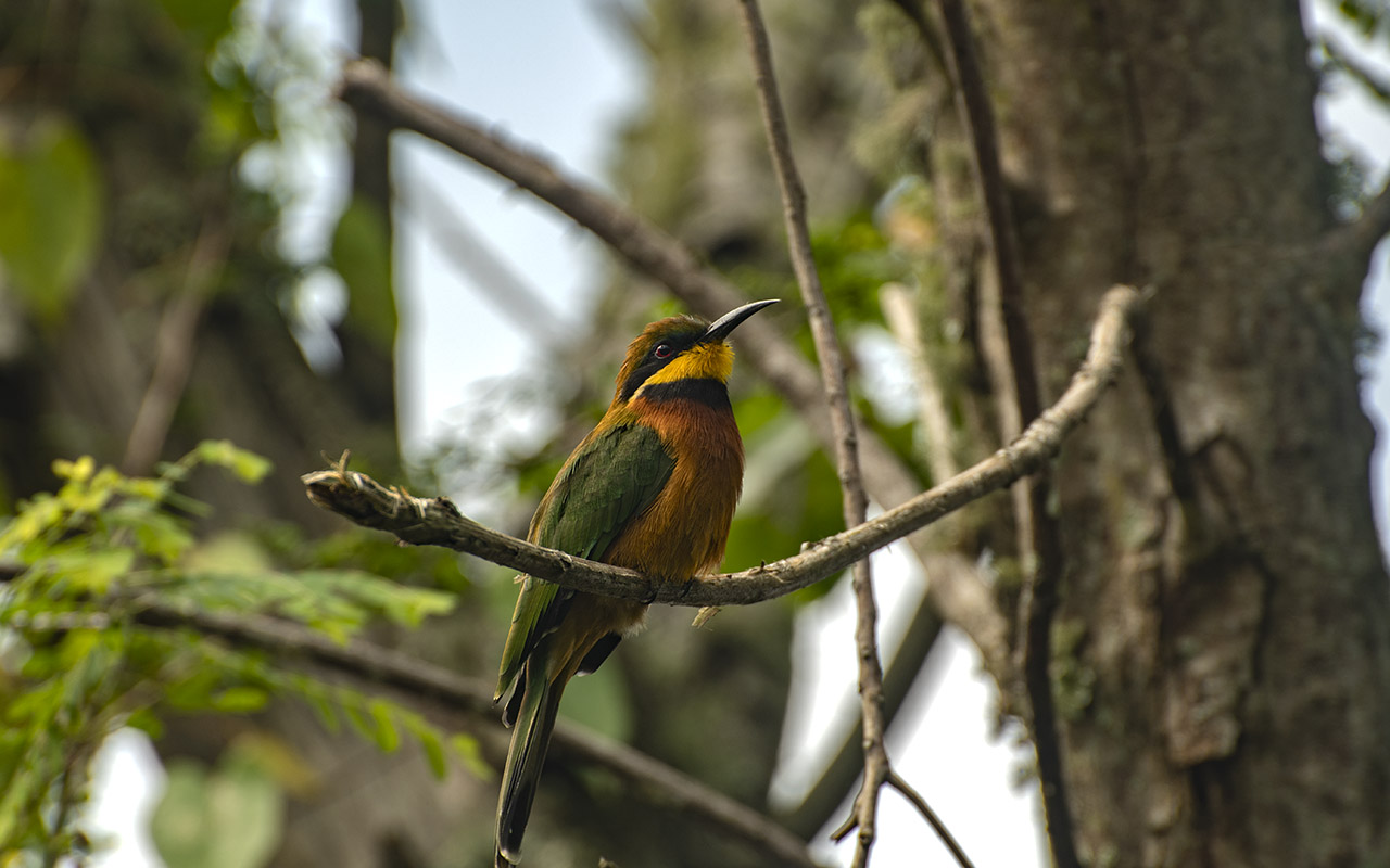 Planning Guide to a Rwanda Birding Trip