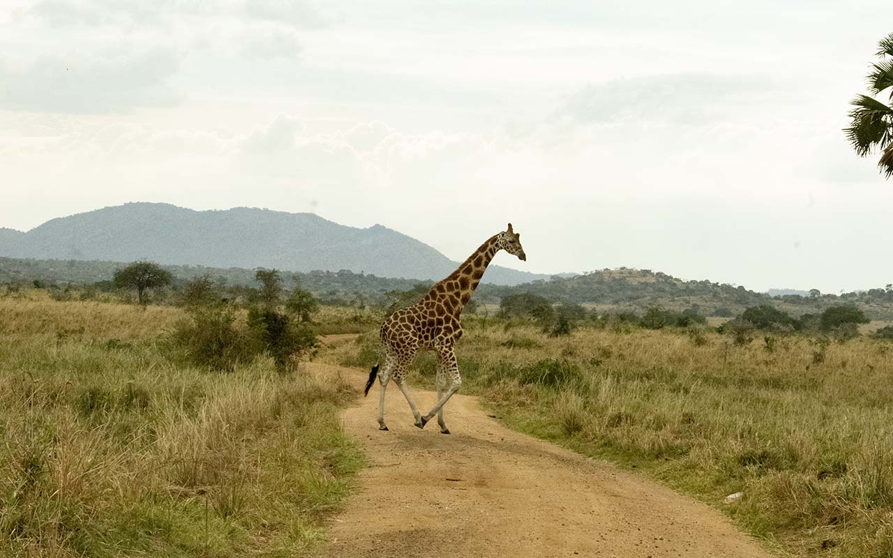 Things to do in Kidepo Valley National Park