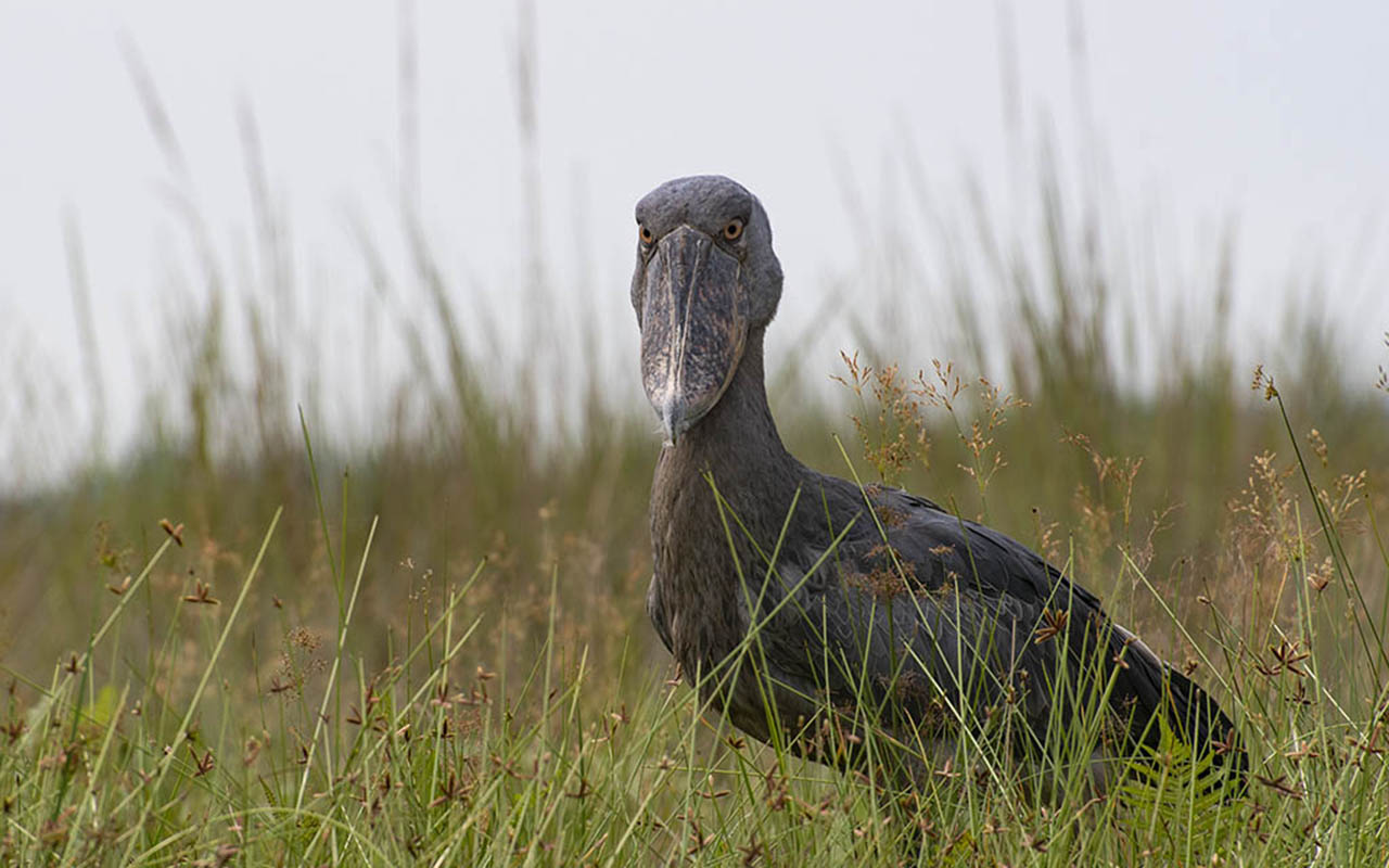 Birding the Mabamba Wetland