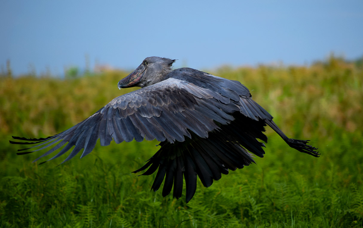 Uganda Birding Hotspots – Mabamba Wetland