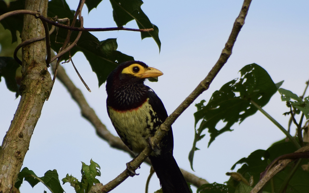 Semuliki National Park Birding