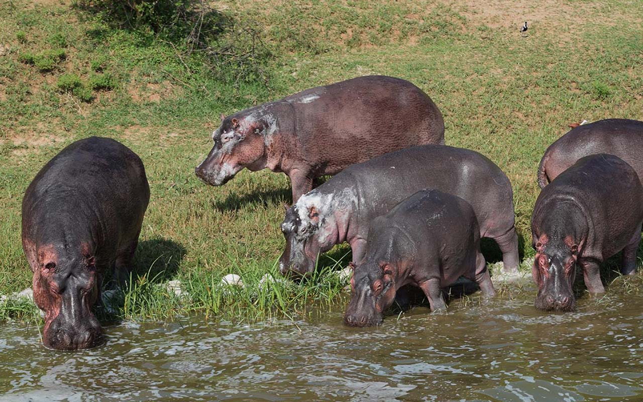 Kazinga Channel – Queen Elizabeth National Park