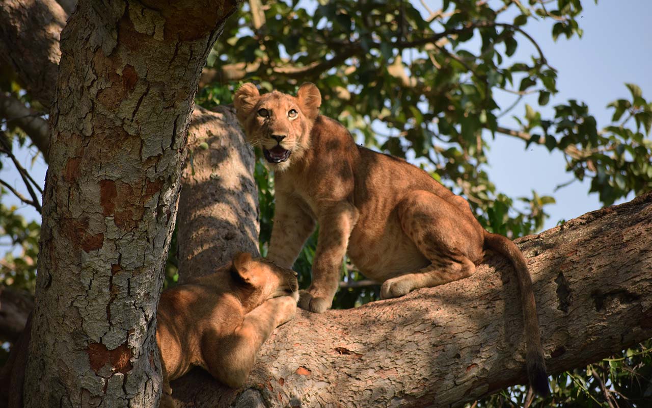 Tree Climbing Lions of Ishasha – Queen Elizabeth NP