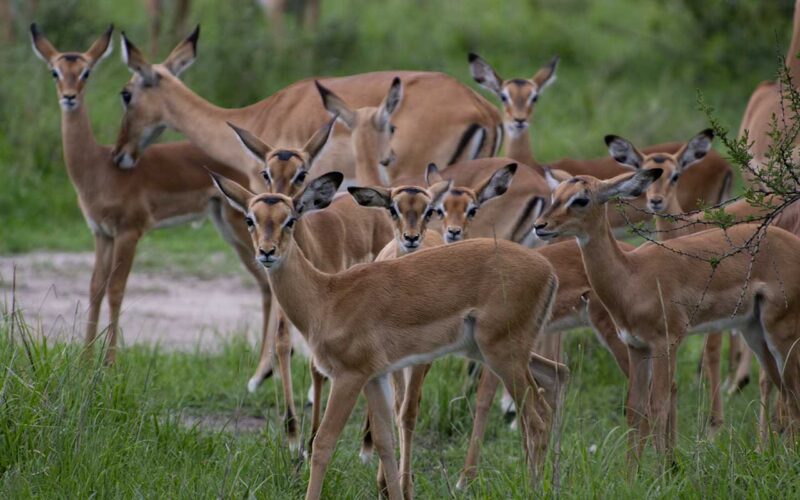 Lake Mburo National Park is Uganda's smallest savanna parks but the most scenic where activities include, nature walks, biking, horse riding, birding and boat safaris