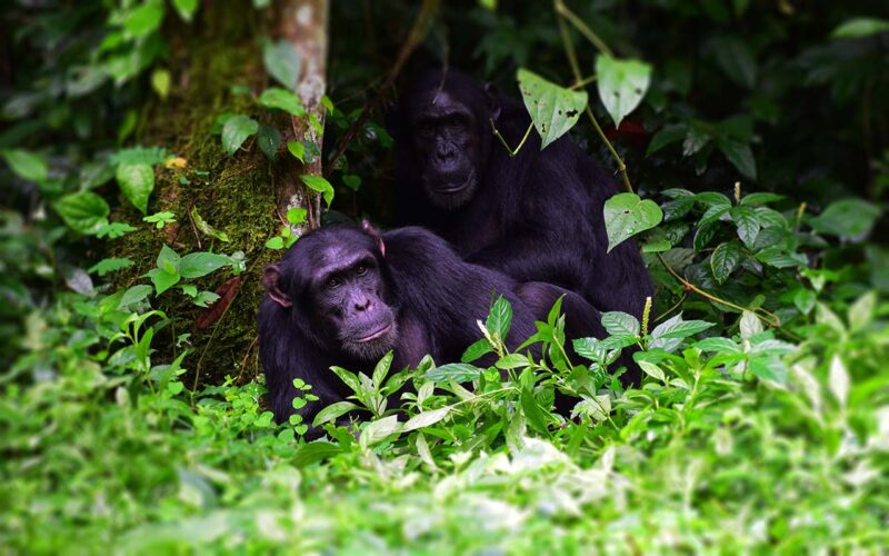 Chimpanzee Trekking Experience in Uganda